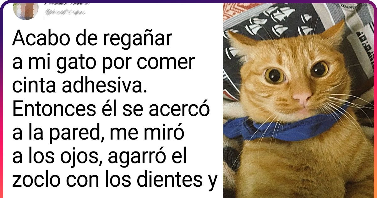 20+ Tuits que entenderán aquellos que al menos una vez hayan sido despertados por el “trote” felino a las 5 de la mañana