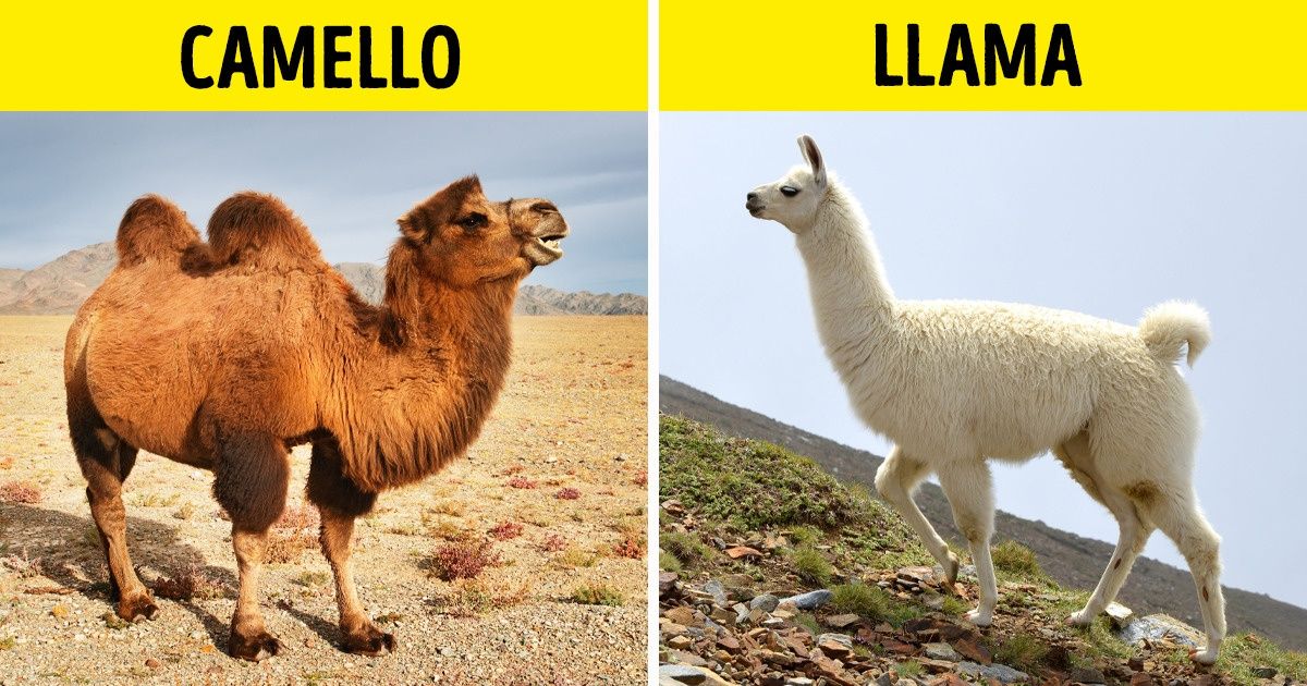 12 Grupos de animales que nos sorprendieron al saber que son parientes 12 Grupos de animales que nos sorprendieron al saber que son parientes