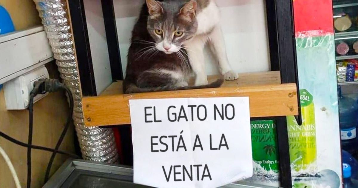 16 Letreros que claramente no fueron hechos por expertos, pero que son una genialidad