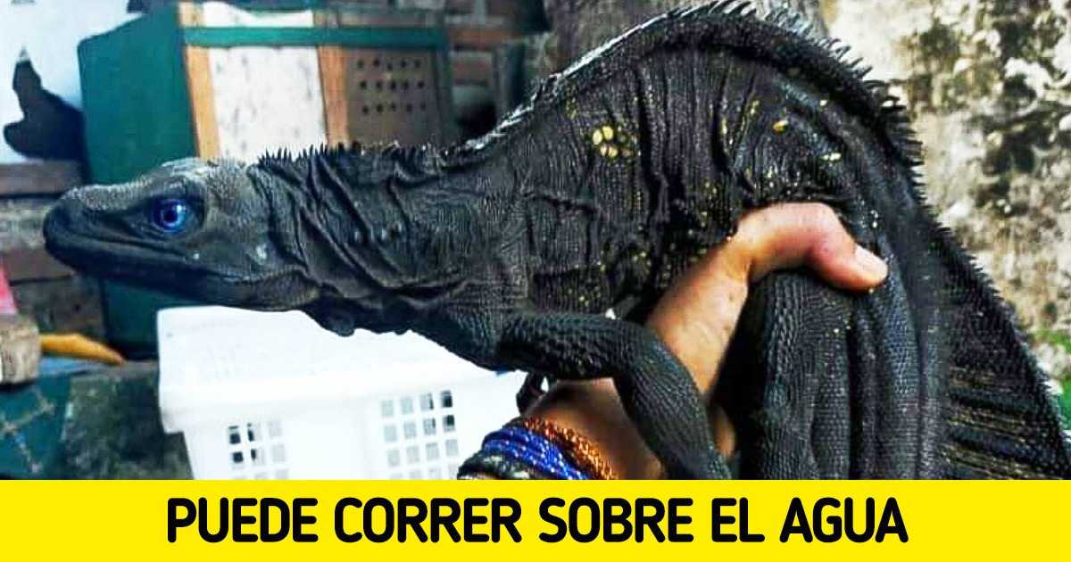 15 Datos científicos que pueden parecer muy alejados de la realidad, pero que son totalmente verdaderos 15 Datos científicos que pueden parecer muy alejados de la realidad, pero que son totalmente verdaderos