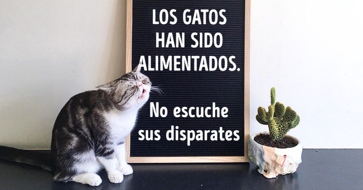 25 Animales que nunca escatiman en sus emociones