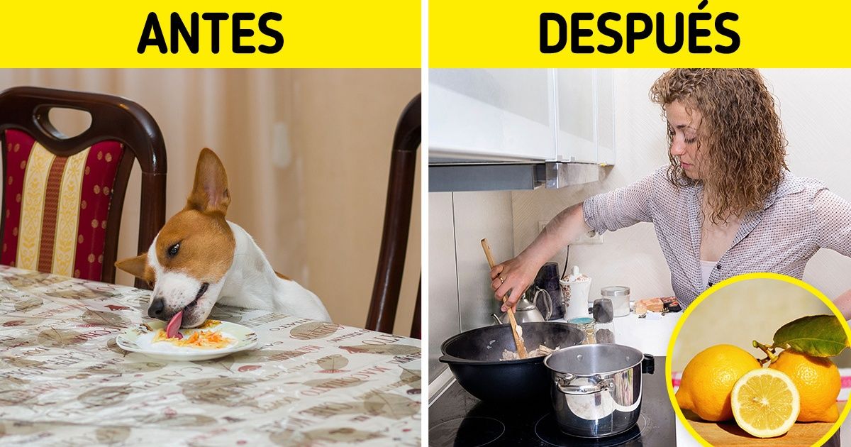 Cómo enseñarle a tu perro a respetar los objetos y espacios del hogar Cómo enseñarle a tu perro a respetar los objetos y espacios del hogar