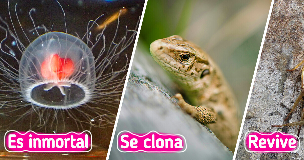 14 Animales con habilidades tan raras que la ciencia aún intenta explicar 14 Animales con habilidades tan raras que la ciencia aún intenta explicar