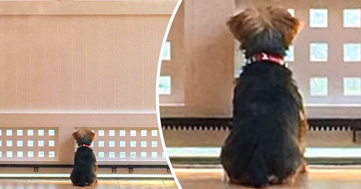 20 Creaciones (a medida) que hicieron los usuarios de Internet para que sus mascotas puedan ver lo que pasa fuera de casa 20 Creaciones (a medida) que hicieron los usuarios de Internet para que sus mascotas puedan ver lo que pasa fuera de casa