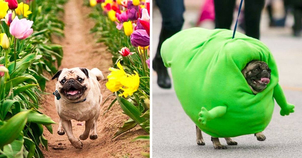 20+ Fotos antidepresivas de pugs, cuyo encanto nadie puede resistir. Tú tampoco podrás