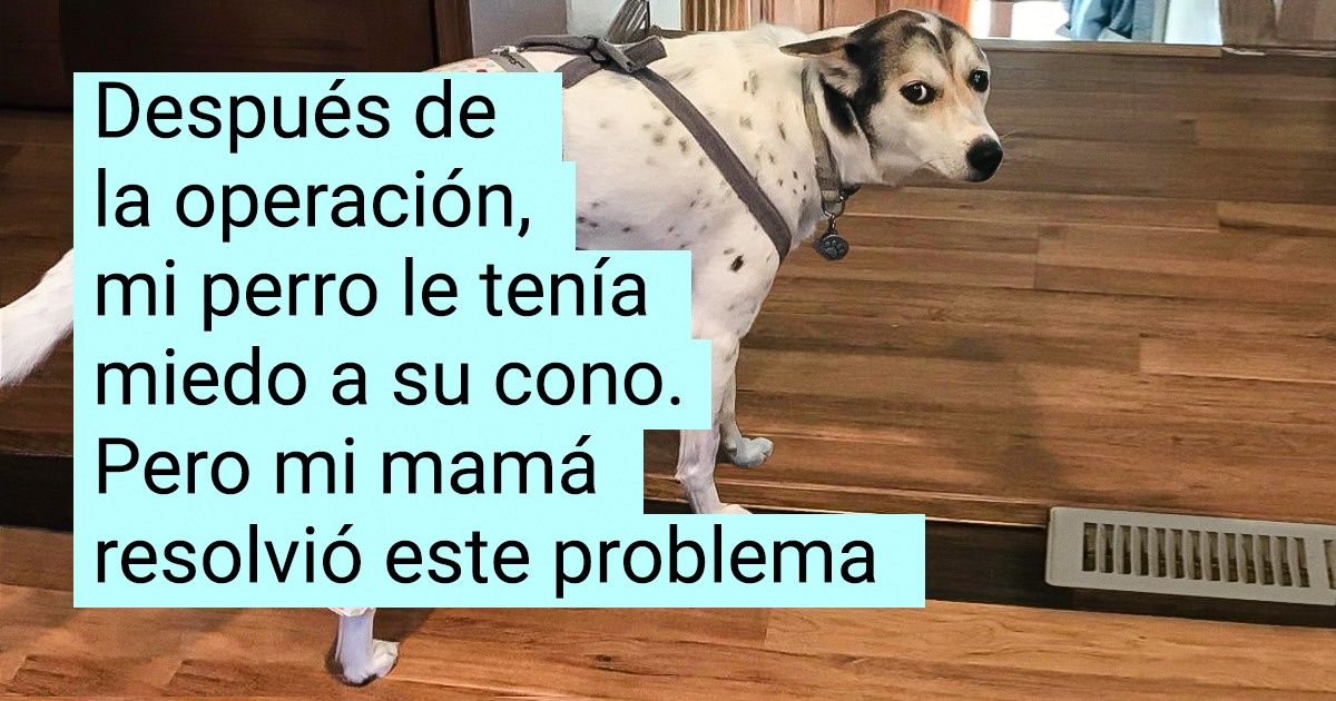 16 Dueños que tienen una relación especial con sus mascotas 16 Dueños que tienen una relación especial con sus mascotas