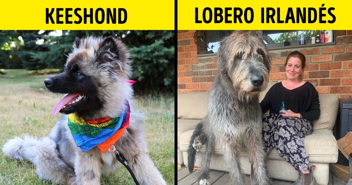 10+ Razas “raras” de perros que nos encantaron por su peculiaridad (son tan lindas como el resto) 10+ Razas “raras” de perros que nos encantaron por su peculiaridad (son tan lindas como el resto)