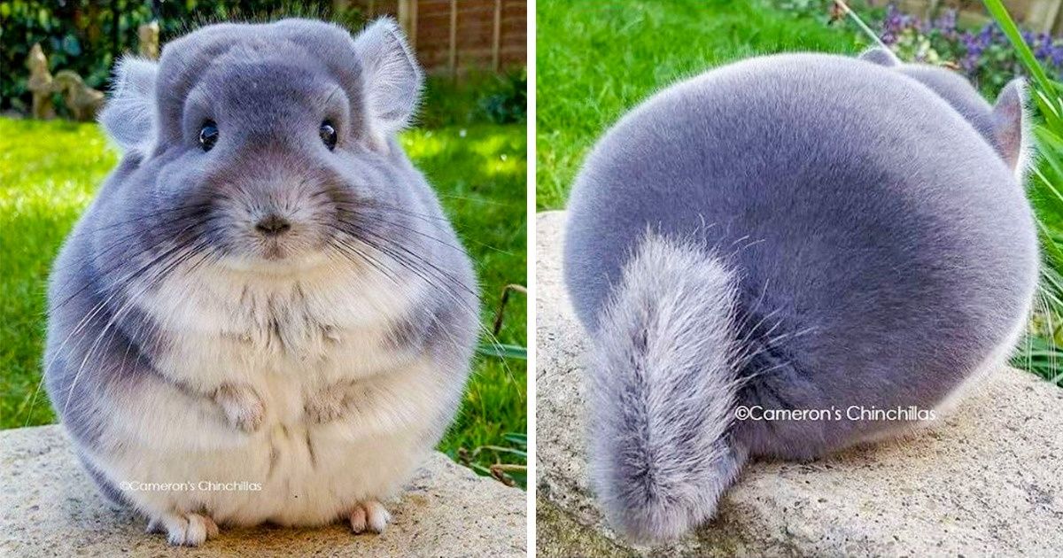 22 Adorables fotos de chinchillas que le derriten el corazón a cualquiera