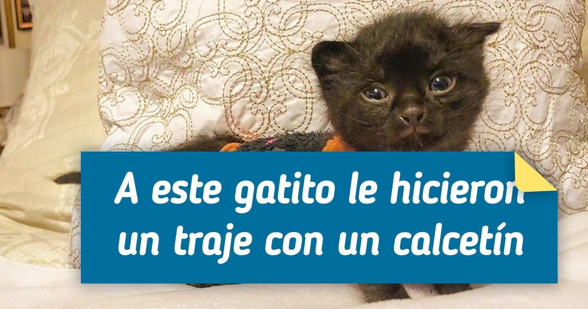 20+ Tomas de gatos capaces de derretir incluso el corazón de Voldemort
