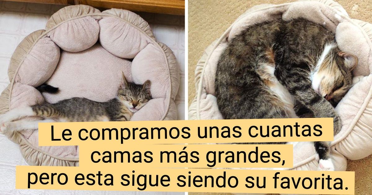 17 Personas cuyas mascotas crecieron tan rápido que apenas tuvieron tiempo de parpadear