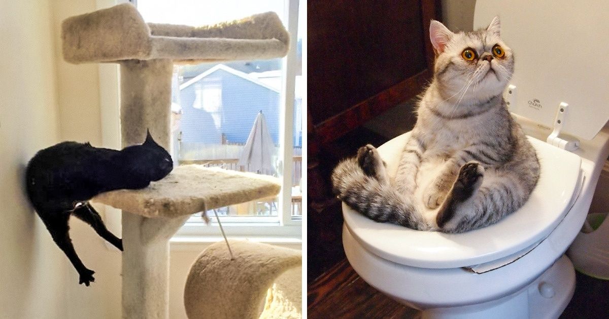 19 Gatitos que pueden volverse salvajes con o sin la hierba gatera 19 Gatitos que pueden volverse salvajes con o sin la hierba gatera