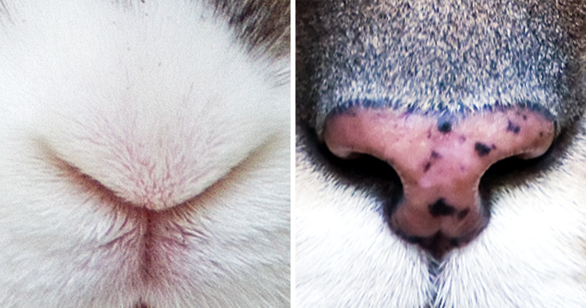 Apostamos a que solo unos pocos podrán adivinar el animal que está en la imagen con solo ver su nariz