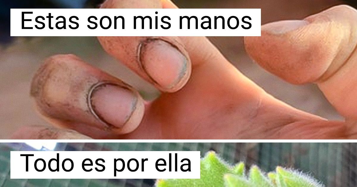20 Personas que se enamoraron perdidamente de plantas inusuales (solo mira ese ramo de novia de árbol de jade) 20 Personas que se enamoraron perdidamente de plantas inusuales (solo mira ese ramo de novia de árbol de jade)