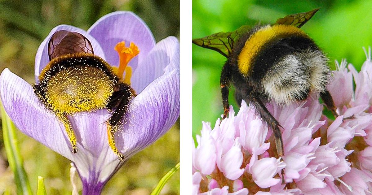 Abejorros cansados se duermen dentro de las flores: estas fotos te mostrarán cómo es la siesta de los insectos Abejorros cansados se duermen dentro de las flores: estas fotos te mostrarán cómo es la siesta de los insectos
