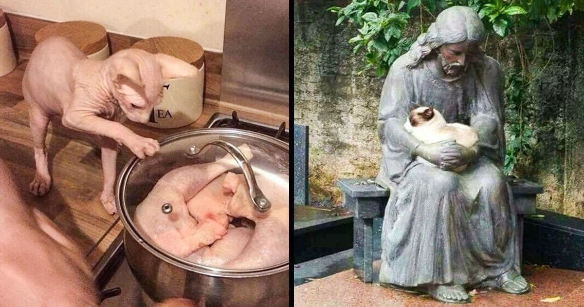 21 Momentos en los que los gatos nos hicieron sonreír de oreja a oreja