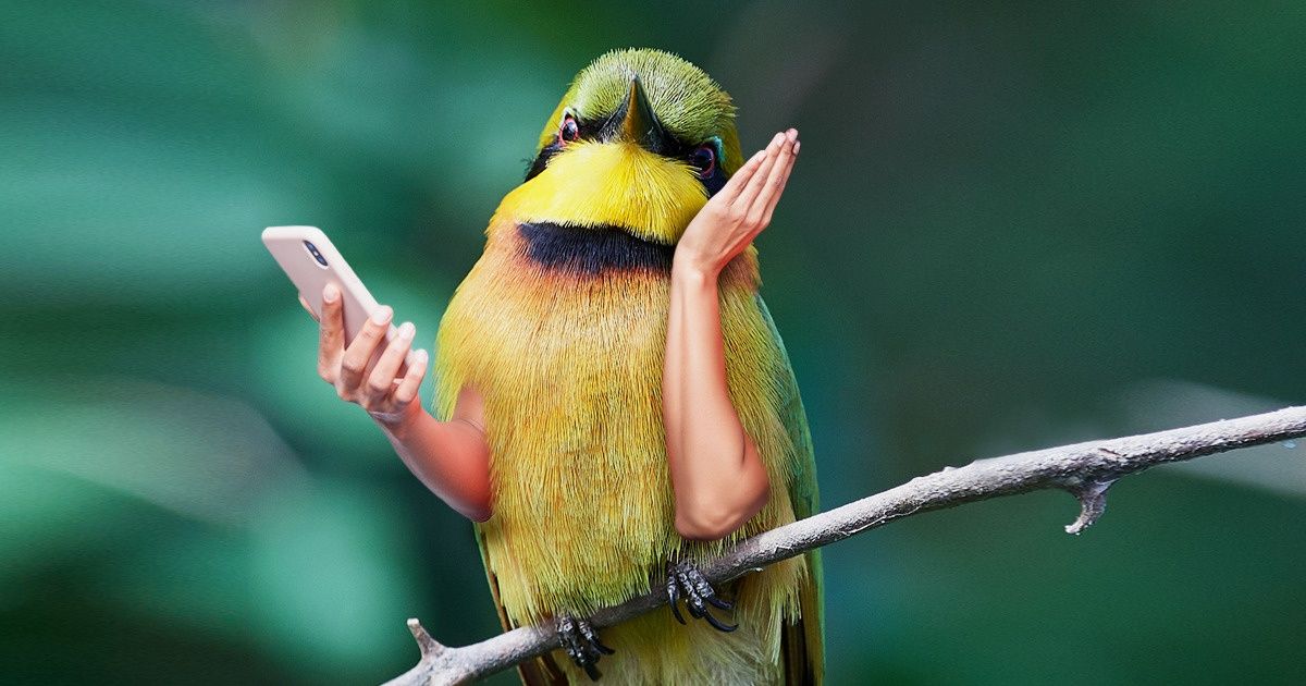 Imaginamos cómo lucirían las aves si tuvieran brazos e hicieran cosas de humanos (20 fotos)