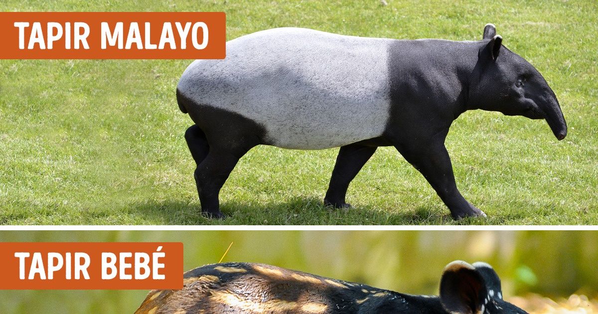 18 Datos sobre el tapir, un curioso animal conocido como el “arquitecto” del bosque