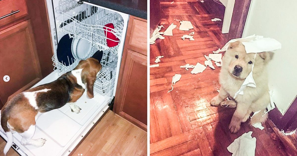 Por qué todo niño necesita un perro