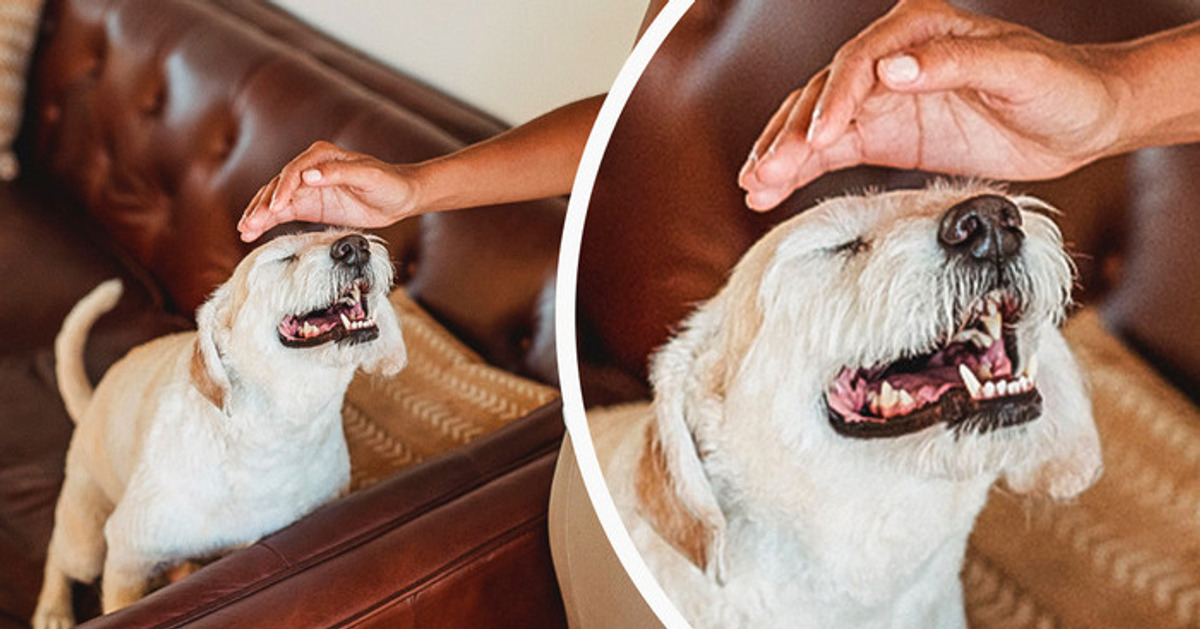 11 Señales de que tu perro está estresado que podrías no ver