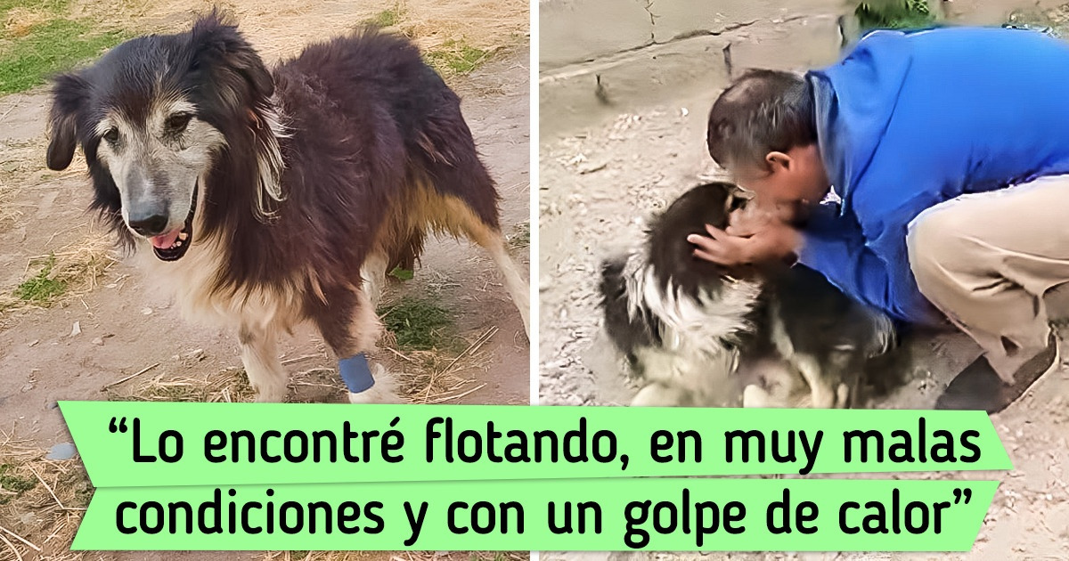 El perro que se perdió a los 13 años y a los 16 encontró el camino a casa El perro que se perdió a los 13 años y a los 16 encontró el camino a casa