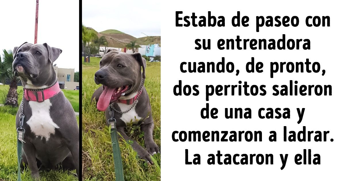 Una pitbull fue atacada por dos pugs, pero su reacción derribó todos los estereotipos sobre su raza Una pitbull fue atacada por dos pugs, pero su reacción derribó todos los estereotipos sobre su raza