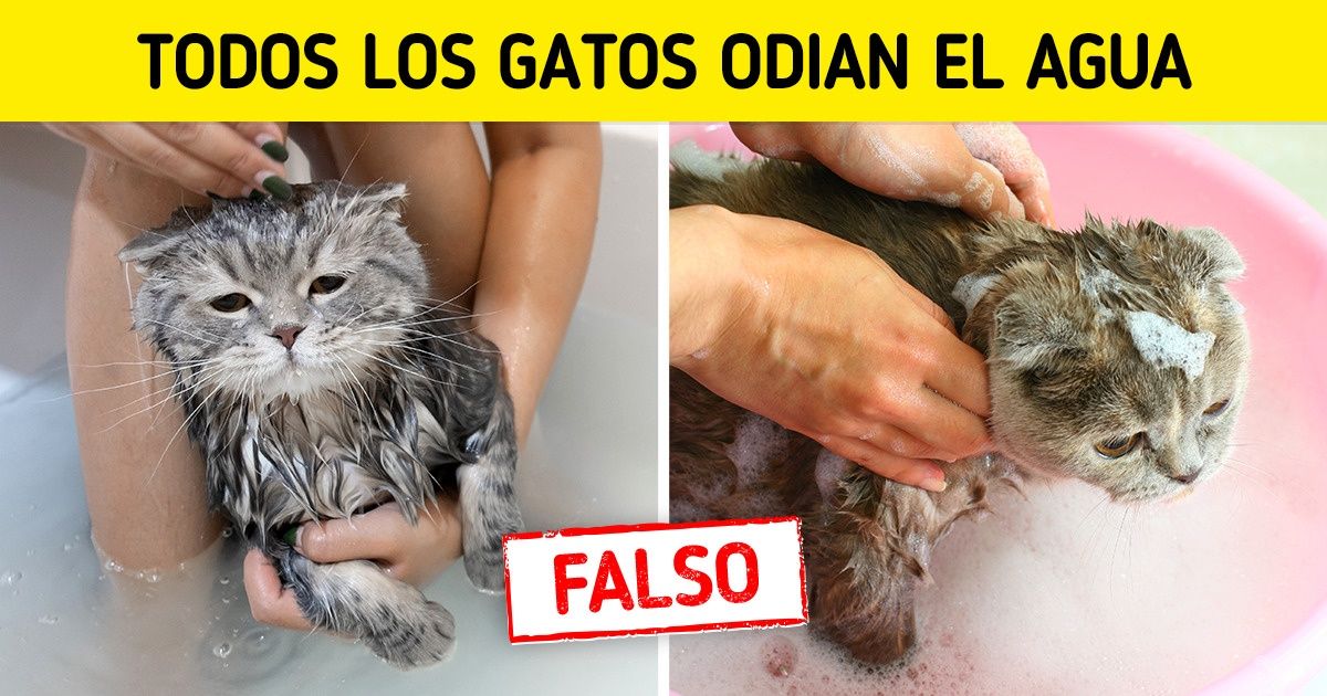 Desmentimos o confirmamos 15 mitos acerca de la higiene de nuestras mascotas Desmentimos o confirmamos 15 mitos acerca de la higiene de nuestras mascotas