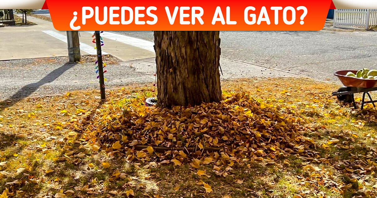 Test: Encuentra los objetos ocultos en estas imágenes engañosas que solo los ojos más agudos pueden detectar Test: Encuentra los objetos ocultos en estas imágenes engañosas que solo los ojos más agudos pueden detectar