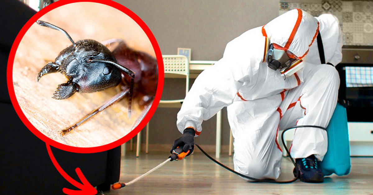 Si ves este bicho en tu hogar, pide ayuda de inmediato Si ves este bicho en tu hogar, pide ayuda de inmediato