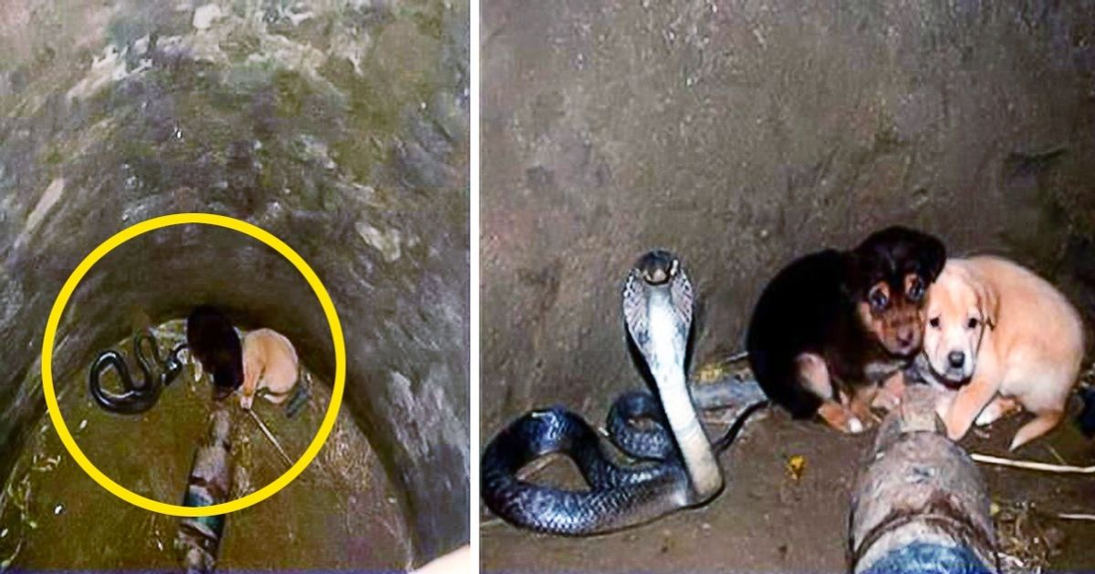 Dos cachorritos cayeron a un hoyo donde estaba una cobra, luego ocurrió algo increíble