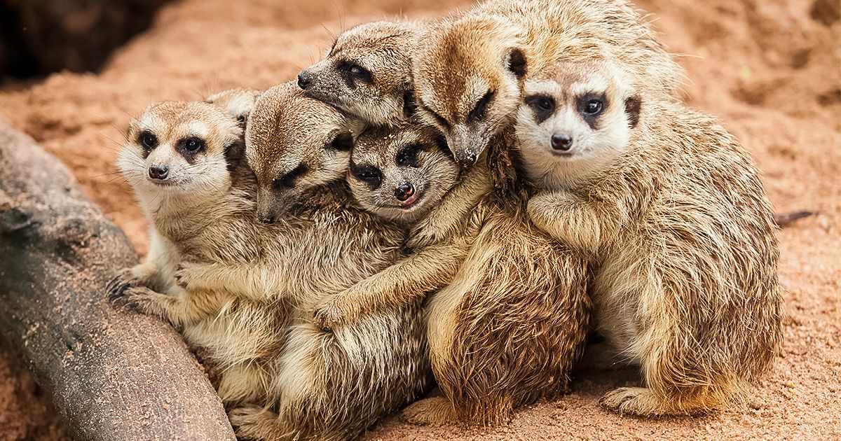 20+ Animalitos cuya hora de la siesta mejoró notablemente por estar uno encima del otro 20+ Animalitos cuya hora de la siesta mejoró notablemente por estar uno encima del otro