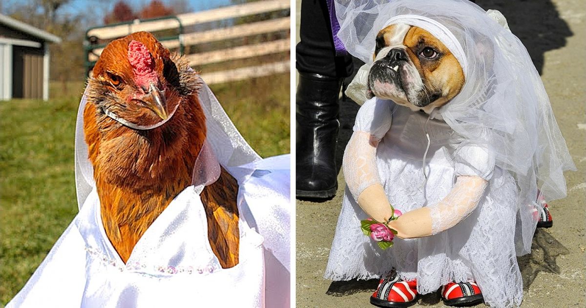 28 Fotos de bodas animales que son mejores que las tuyas