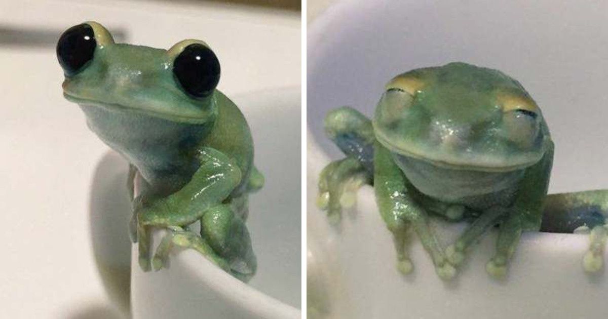 20 Animales que demuestran que no tienes que ser esponjoso para ser abrazable 20 Animales que demuestran que no tienes que ser esponjoso para ser abrazable