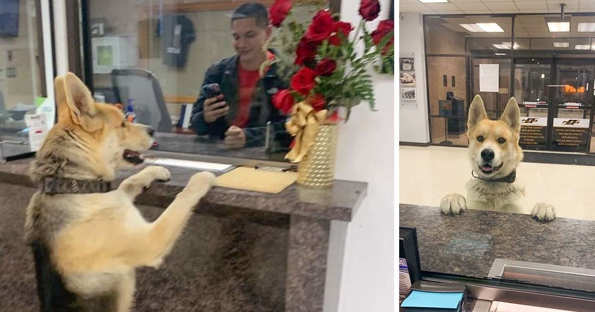 Un perro perdido llegó a una estación policial local para avisar que estaba desaparecido Un perro perdido llegó a una estación policial local para avisar que estaba desaparecido