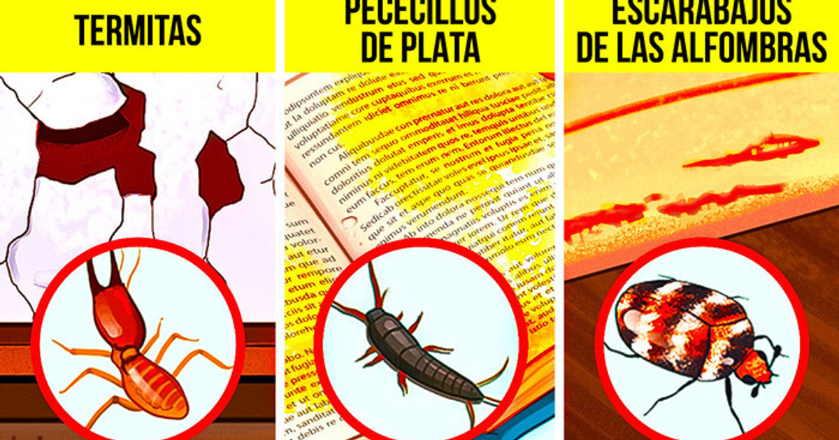 13 Señales no obvias de que estás compartiendo tu casa con bichos