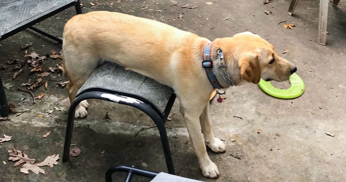 20+ Veces en las cuales los perros se muestran con sus poses y expresiones más originales, lo que hizo que los quisiéramos aún más