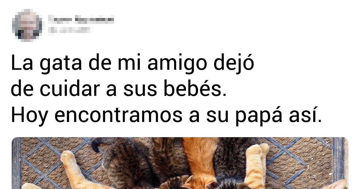 20+ Animales con un gran corazón que respondieron a la desgracia ajena con rapidez