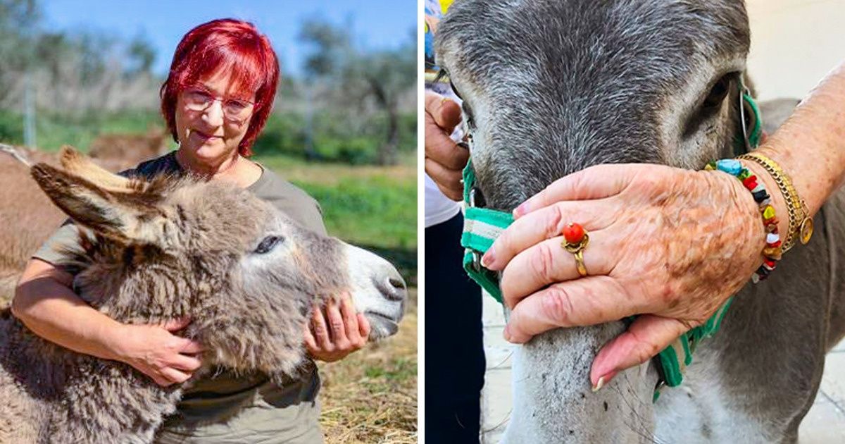 Burro español se convirtió en “terapeuta” de enfermos y ancianos, y solo con verlo se cura nuestro corazón