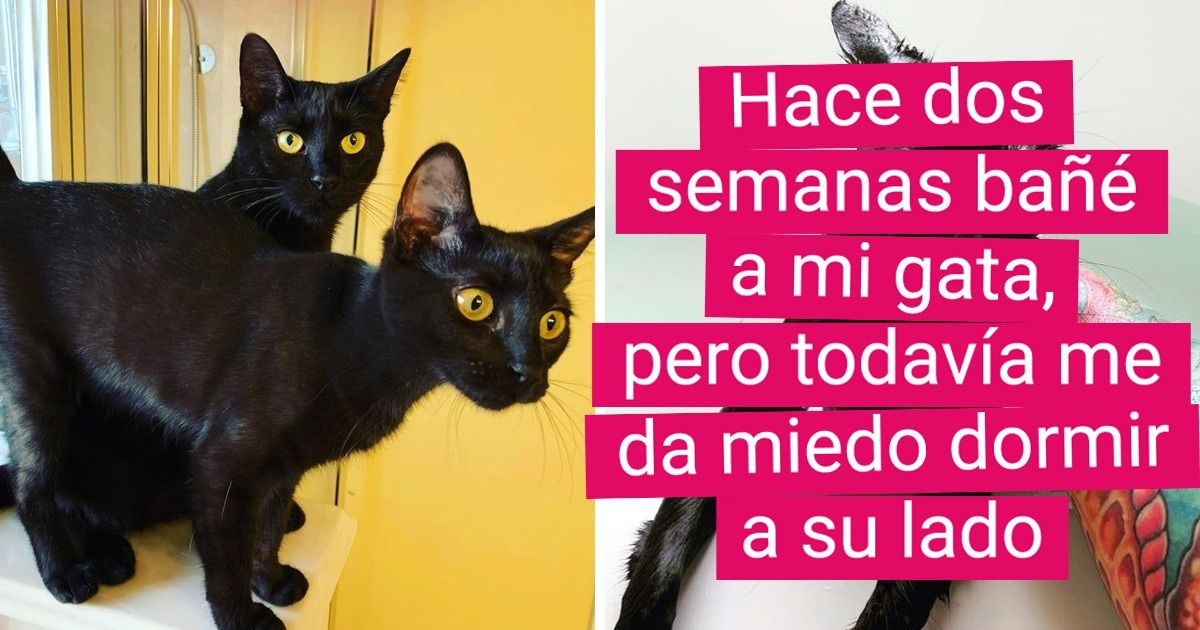19 Fotos que demuestran que una mascota es dos cosas completamente diferentes antes y después de ser bañada