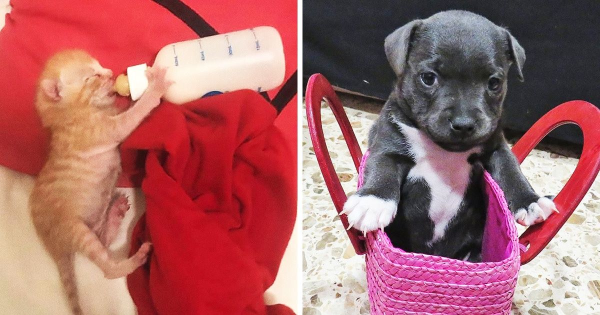 20 Lectores de Genial compartieron las fotos más bellas y tiernas que tienen de sus mascotas 20 Lectores de Genial compartieron las fotos más bellas y tiernas que tienen de sus mascotas
