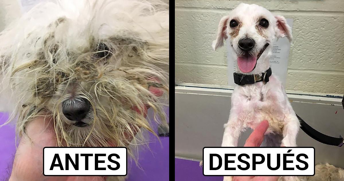 Un hombre ofrece cortes de pelo gratuitos a los perros de refugios para ayudarlos a encontrar un hogar