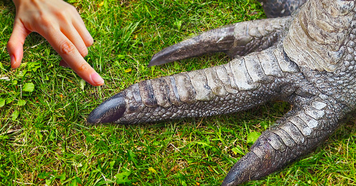 9 Animales escalofriantes que no son lo que parecen
