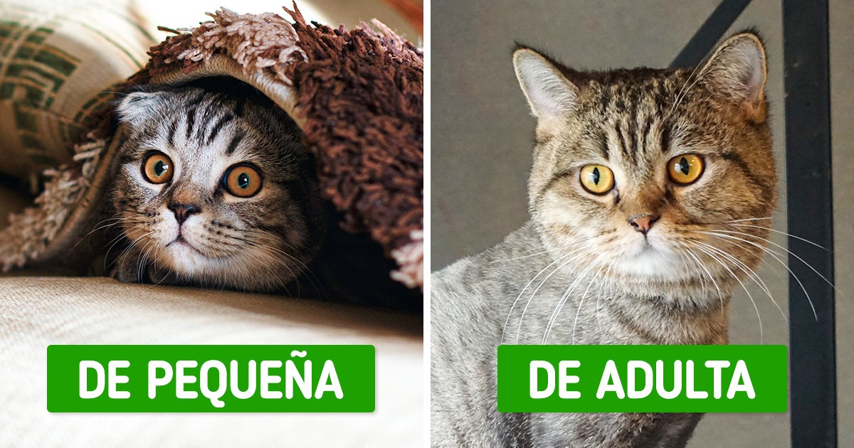 10 Razones por las que conviene esterilizar a los gatos