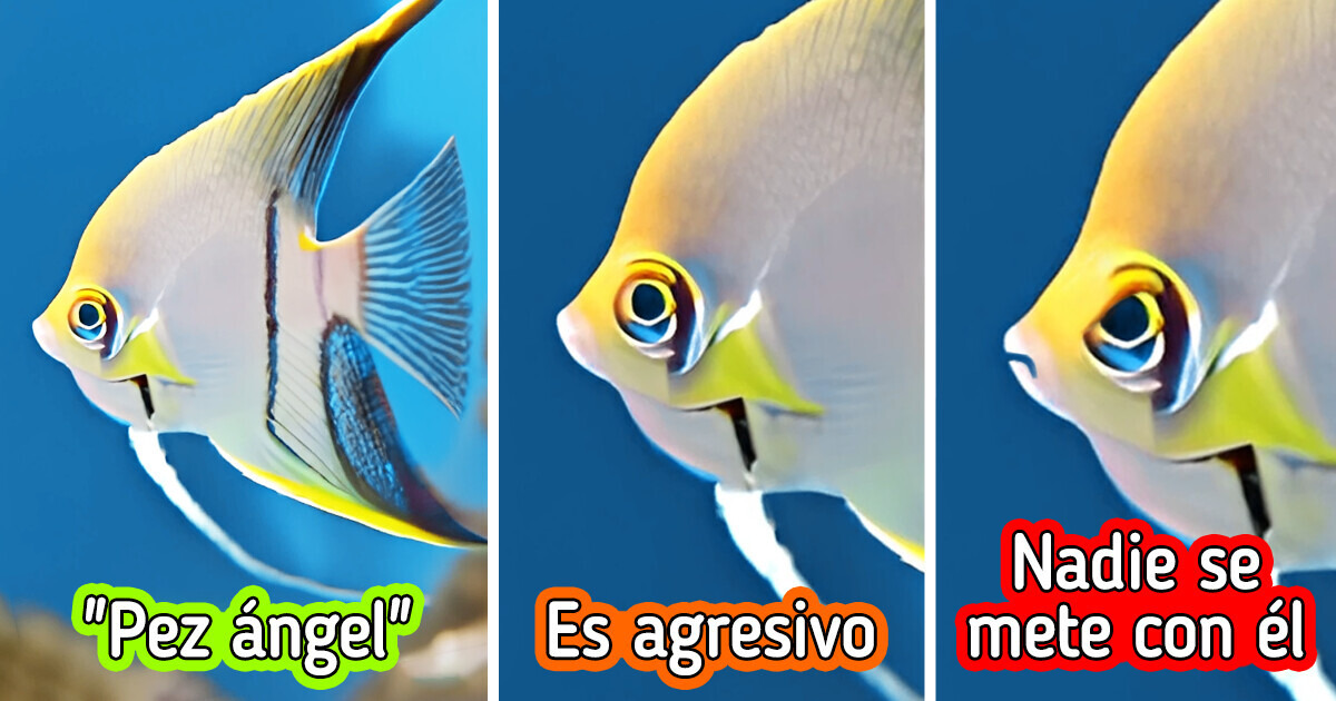 11 Animales con nombres buenos que clara-mente no son como suenan