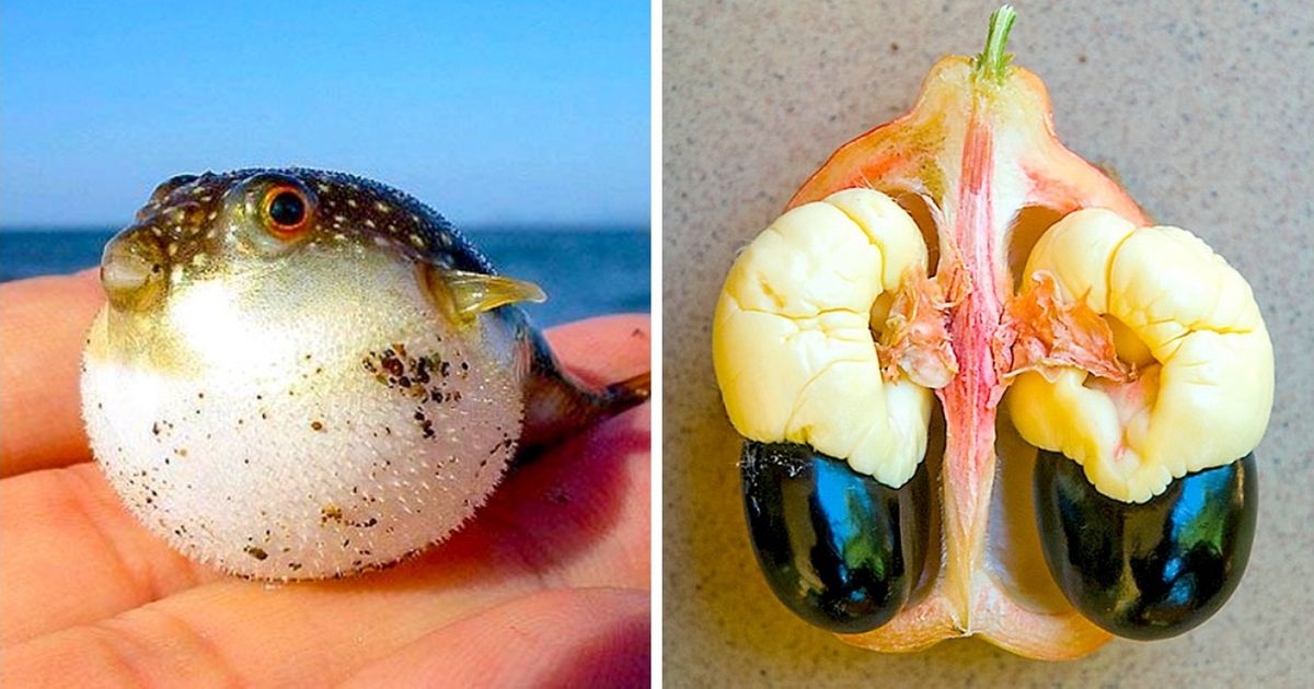 Los 10 alimentos más peligrosos de todo el mundo