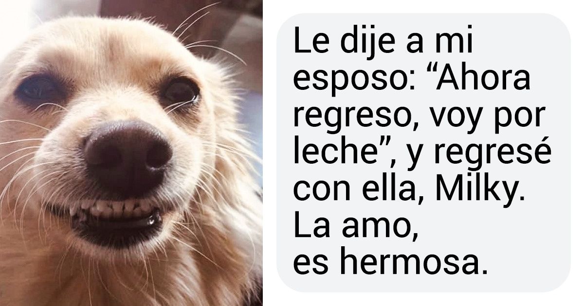16 Usuarios de Genial contaron cómo adoptaron a sus mascotas, quienes llegaron a sus vidas por decisión del destino 16 Usuarios de Genial contaron cómo adoptaron a sus mascotas, quienes llegaron a sus vidas por decisión del destino