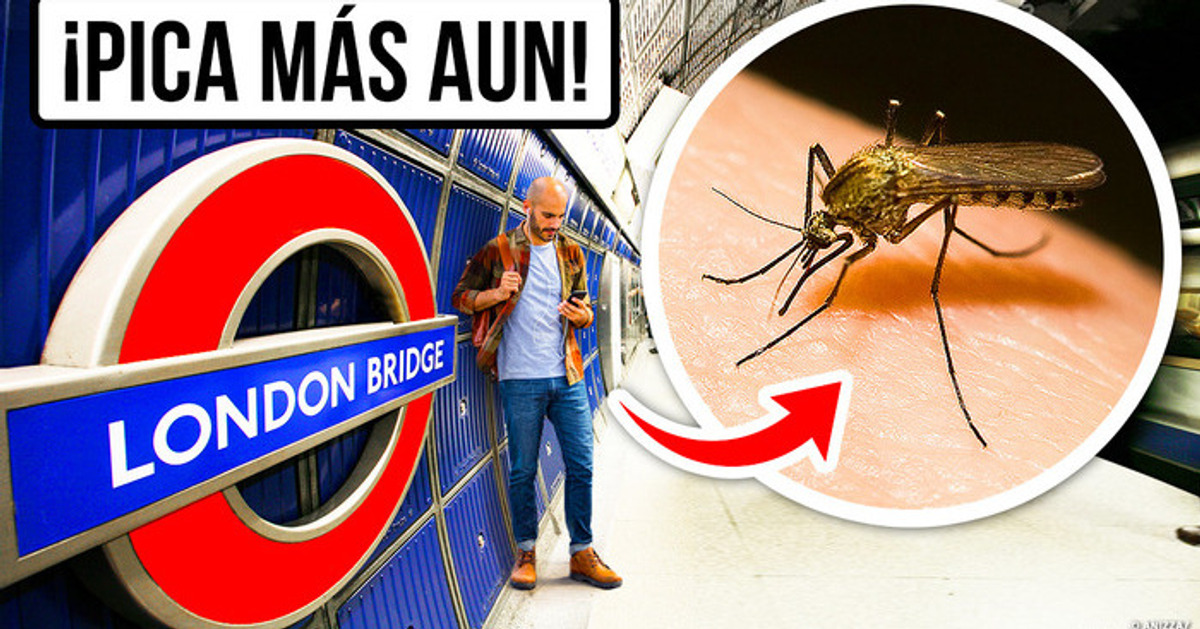 El mosquito mutante de Londres podría estar en tu ciudad próximamente