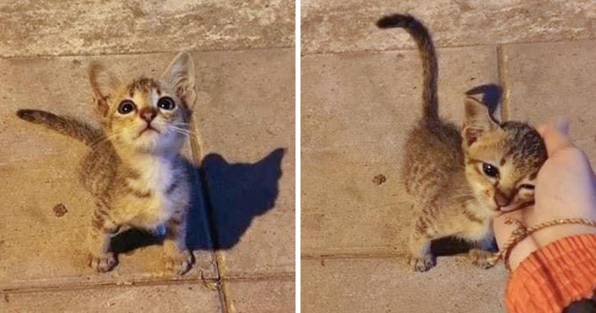 Un gatito al día mantiene al doctor en la lejanía (16 fotos que podrían mejorar la salud) Un gatito al día mantiene al doctor en la lejanía (16 fotos que podrían mejorar la salud)