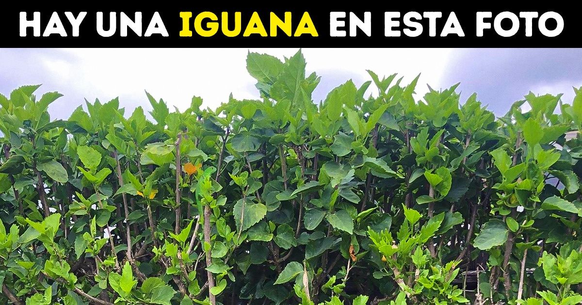 Test avanzado: ¿Puedes encontrar a los animales ocultos en estas 10 imágenes? (Nueva selección) Test avanzado: ¿Puedes encontrar a los animales ocultos en estas 10 imágenes? (Nueva selección)