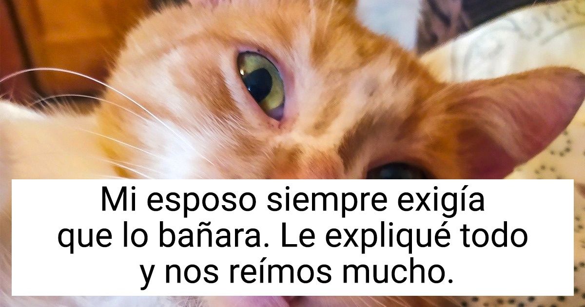 20 Mascotas de nuestros lectores, cuya belleza solo se abre a las personas con un gran corazón 20 Mascotas de nuestros lectores, cuya belleza solo se abre a las personas con un gran corazón