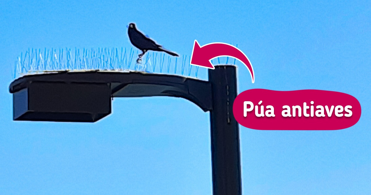 20 Veces en que desde personas hasta animales decidieron ser unos “rebeldes” sin causa